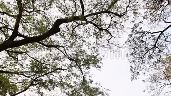 风中绿树枝视频的预览图