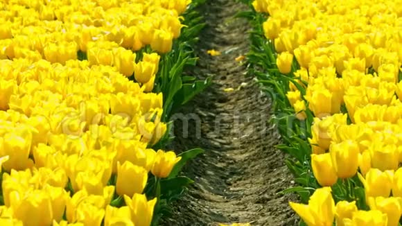 荷兰的黄色郁金香视频的预览图