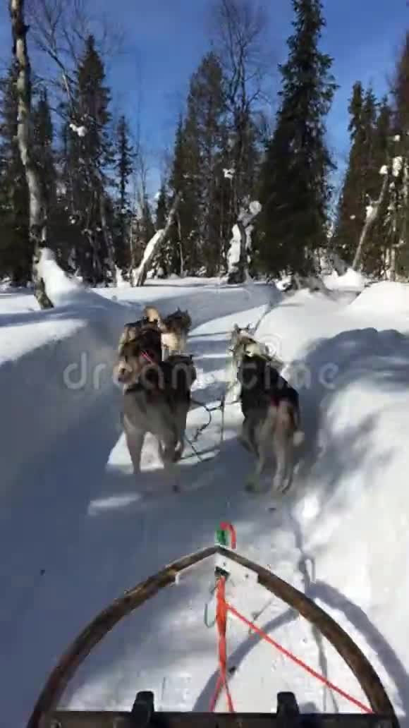 春天芬兰拉普兰的哈士奇雪橇视频的预览图