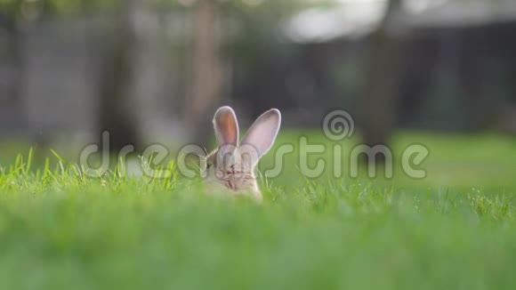 可爱的兔子在草地上休息视频的预览图