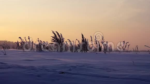 黎明霜草的全景视频的预览图