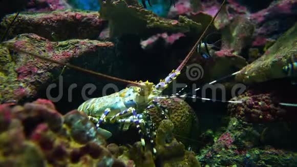 珊瑚礁里的刺龙虾视频的预览图