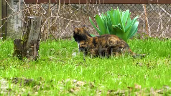 猫坐在草地上视频的预览图