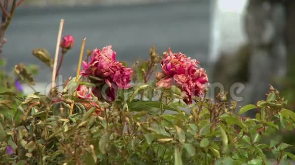一支枯萎的粉红玫瑰视频的预览图