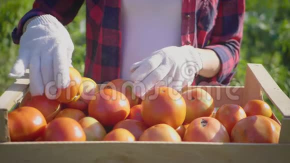 园丁把新鲜成熟的西红柿放进木箱里生态清洁食品理念视频的预览图