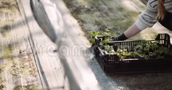 农业用花苗在温室里工作的女园丁视频的预览图