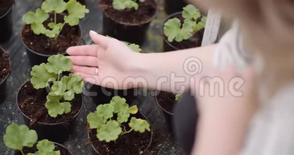 农业在温室里种花的女园丁视频的预览图