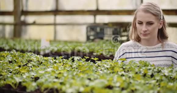 农业在温室里种花的女园丁视频的预览图