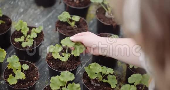 农业用花苗在温室里工作的女园丁视频的预览图