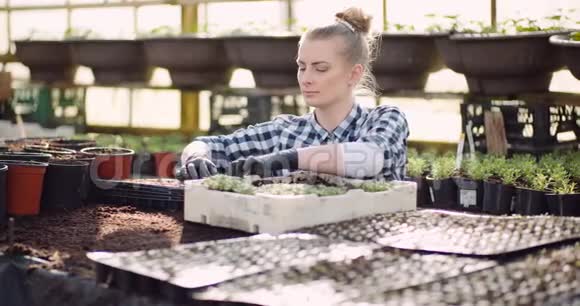 农业从事花卉苗木工作的女性园丁视频的预览图
