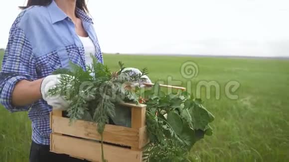农妇拿着装满新鲜生菜的木箱在田里视频的预览图