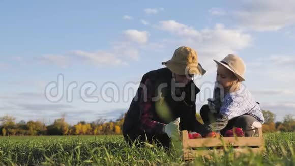 年轻的母亲和她的女儿在农场收割蔬菜农民家庭小组在收割期间用一根木头视频的预览图