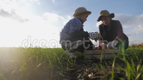 一家农民带着盒子在农场收获蔬菜农业园艺团队合作理念视频的预览图