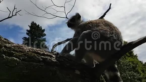 勒穆尔在树枝上奔跑视频的预览图