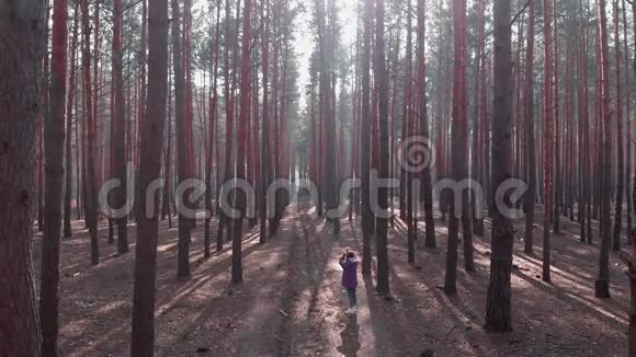 年轻女性在松林散步和拍照女人走在被松树包围的森林小径上空中无人机射击Gi视频的预览图