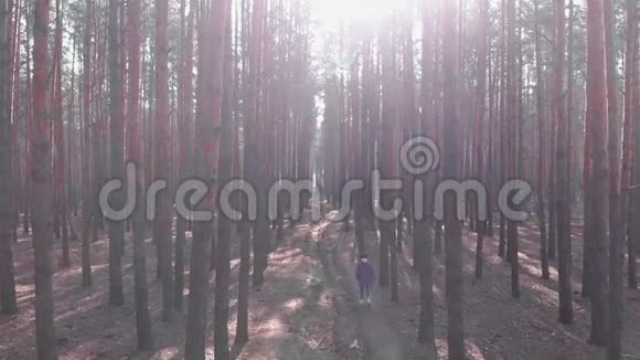 女子漫步在松树林的旅游小路上空中无人机观景年轻的女性正在森林里和古树一起徒步旅行女孩走路视频的预览图
