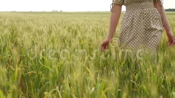 一个穿着裙子的女孩走在绿色的小麦小穗之间用手摸着它们视频的预览图