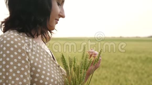 一个女孩站在麦田里拿着一捆麦穗用手摸着小穗一个女人视频的预览图