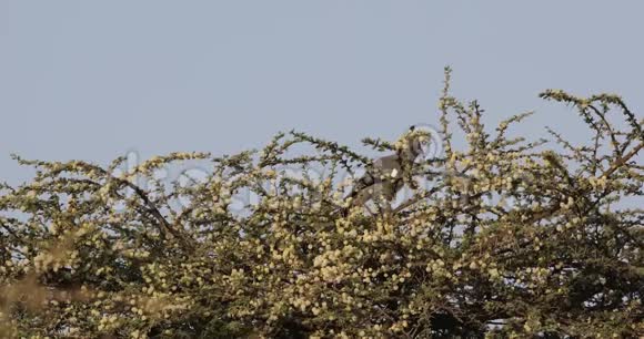 白腹野鸟在灌木丛中觅食视频的预览图