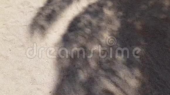 沙中的棕榈影视频的预览图