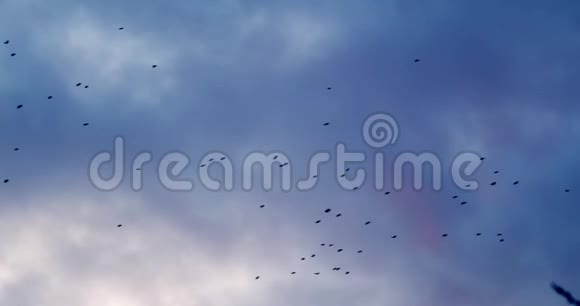 日落时分乌鸦飞过天空视频的预览图