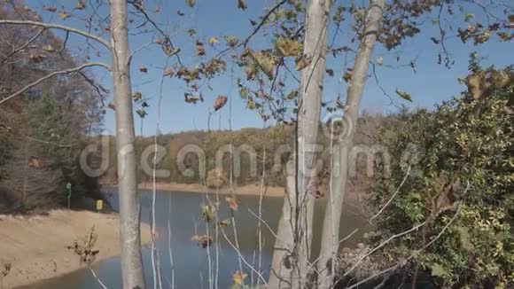 枫叶覆盖着乡村的木质背景秋天和十一月的概念视频的预览图