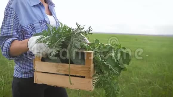 农妇拿着装满新鲜生菜的木箱在田里视频的预览图