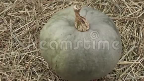 干草中花园里的甜南瓜视频的预览图
