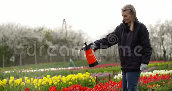园艺工人在农场的郁金香上喷水视频的预览图