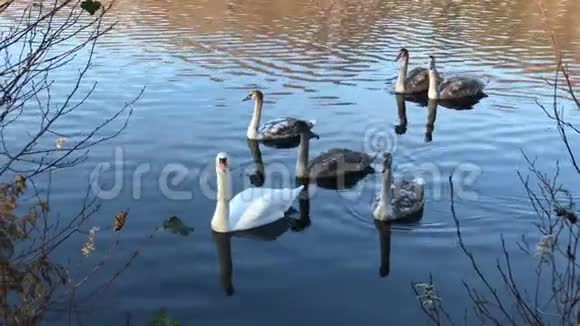 野生天鹅漂浮在池塘里视频的预览图