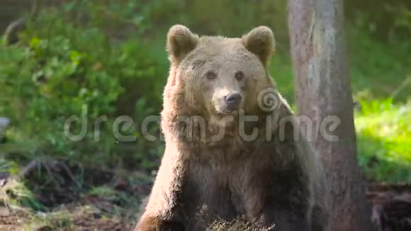 成年棕色大熊在森林里放松和抓挠视频的预览图