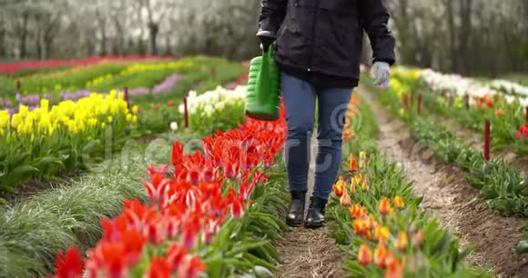 农业农民在郁金香花种植园浇灌郁金香视频的预览图
