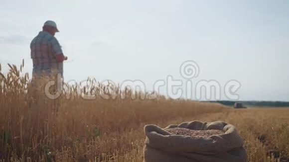 聚焦一袋熟小麦日落时分在麦田里站着的资深农民利用现代农业技术视频的预览图