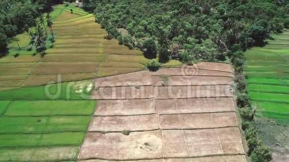 飞过稻田和椰子树鸟瞰水稻梯田农民农业用地热带景观视频的预览图