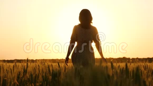 一位穿着连衣裙的年轻女子穿过田野走向日落抚摸着麦穗视频的预览图