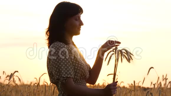 日落时分一个穿着连衣裙的女孩捧着一束成熟的小麦妇人察看麦穗用手摸麦穗视频的预览图