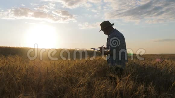 日落时分金色麦田中的农学家农民剪影男看麦穗后视视频的预览图