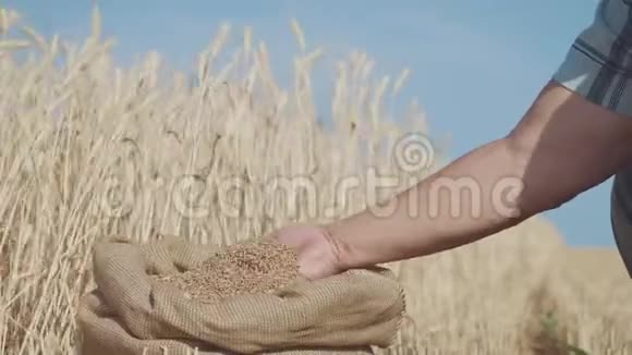 成年农民的手在袋子里摸和筛麦粒麦粒一手后丰收农业视频的预览图