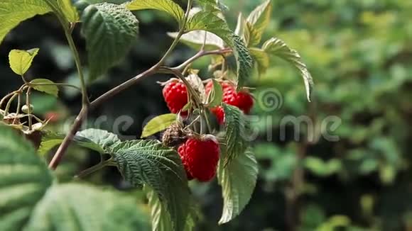 红熟的覆盆子在灌木上视频的预览图