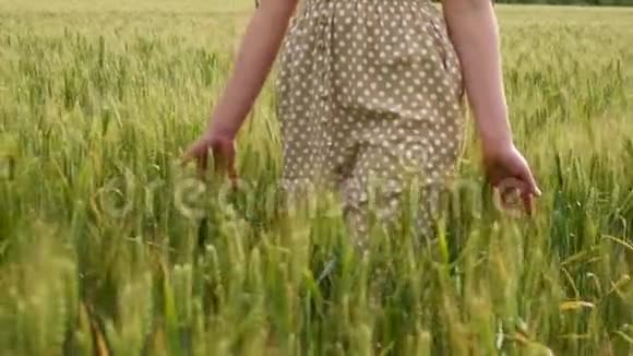 一个穿着连衣裙的女孩穿过麦田抚摸着田野里绿色的小麦小穗视频的预览图