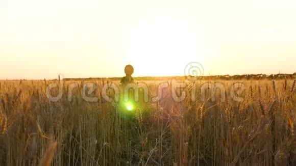 一个快乐的金发男孩挤在麦子的耳朵里一个孩子在金色的夕阳下穿过麦田视频的预览图
