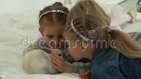 三个女孩温柔地抚摸着一只可爱的毛茸茸的兔子视频的预览图