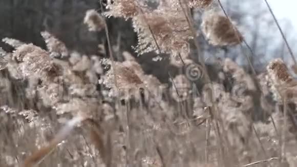 风和日丽的日子高高的草地视频的预览图