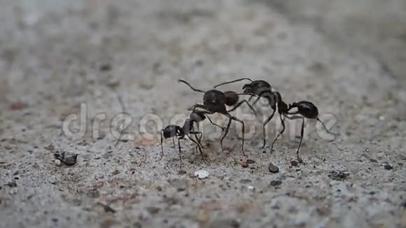 蚂蚁会议视频的预览图