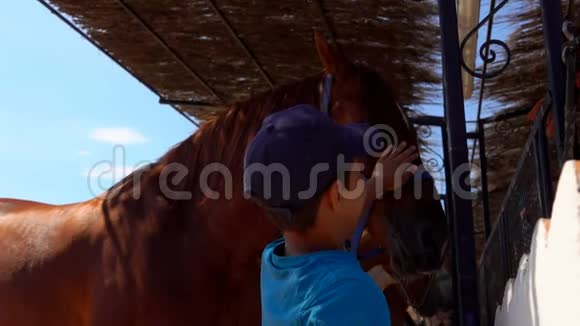 戴着蓝色棒球帽的小男孩摸着马的脸视频的预览图