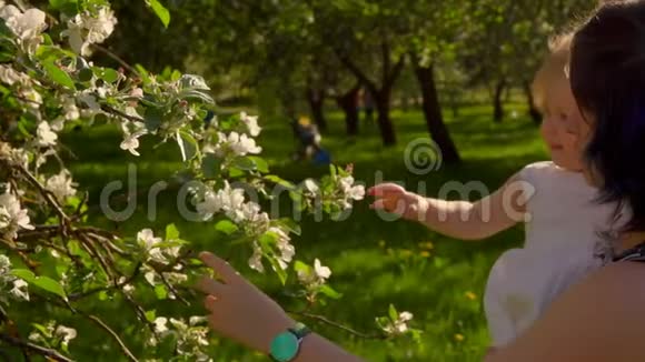 妈妈和一个金发小女儿正在苹果树上嗅花视频的预览图