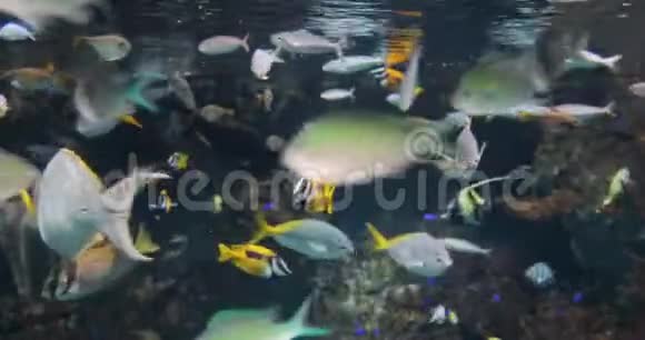 鱼在水下游泳视频的预览图