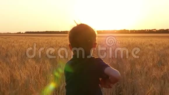 一个快乐的金发男孩跑在麦子的耳朵里迎接日落一个孩子穿过一片成熟的小麦这就是视频的预览图