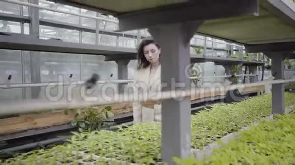 迷人的年轻白种人妇女走在玻璃房沿一排排绿色植物和花园艺美丽自然视频的预览图