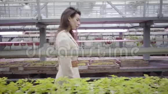 华丽的褐发白种人妇女走在一排排植物在温室优雅生活方式自然侧视视频的预览图
